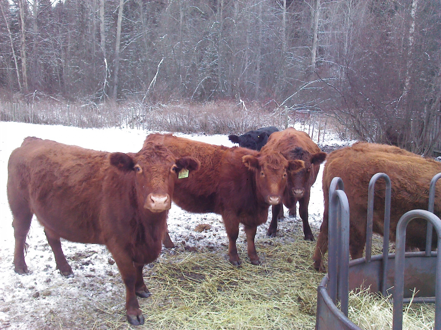 BC Livestock Sale Image