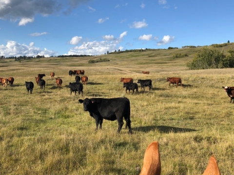 BC Livestock Sale Image