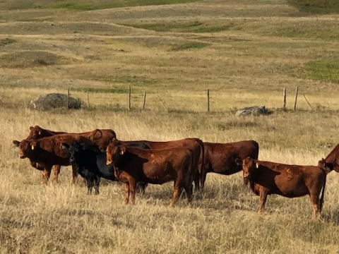 BC Livestock Sale Image