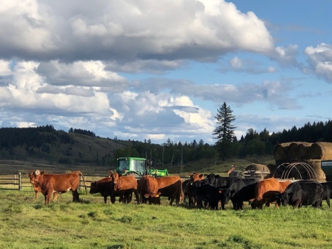 BC Livestock Sale Image