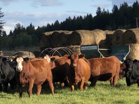 BC Livestock Sale Image