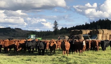 BC Livestock Sale Image