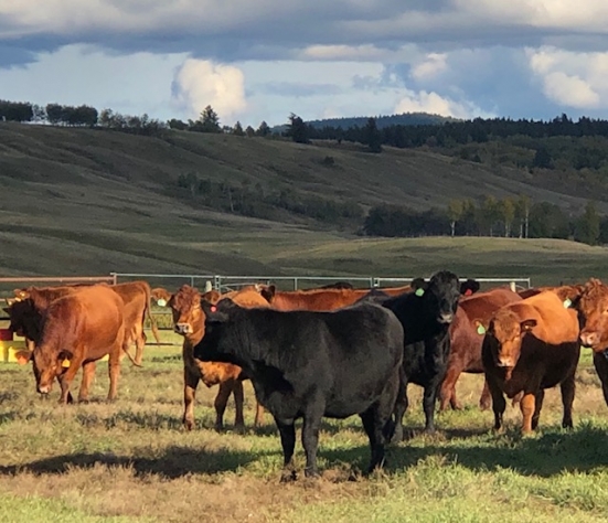 BC Livestock Sale Image