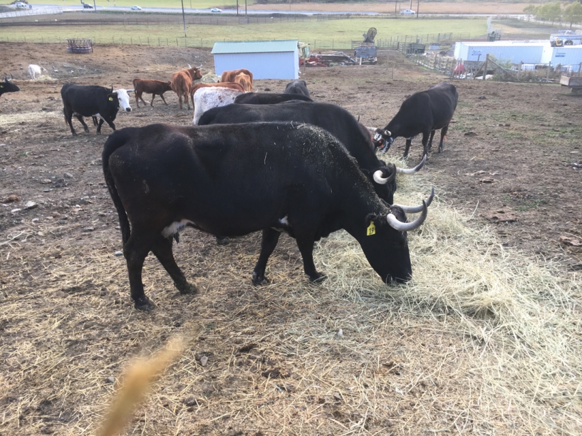 BC Livestock Sale Image