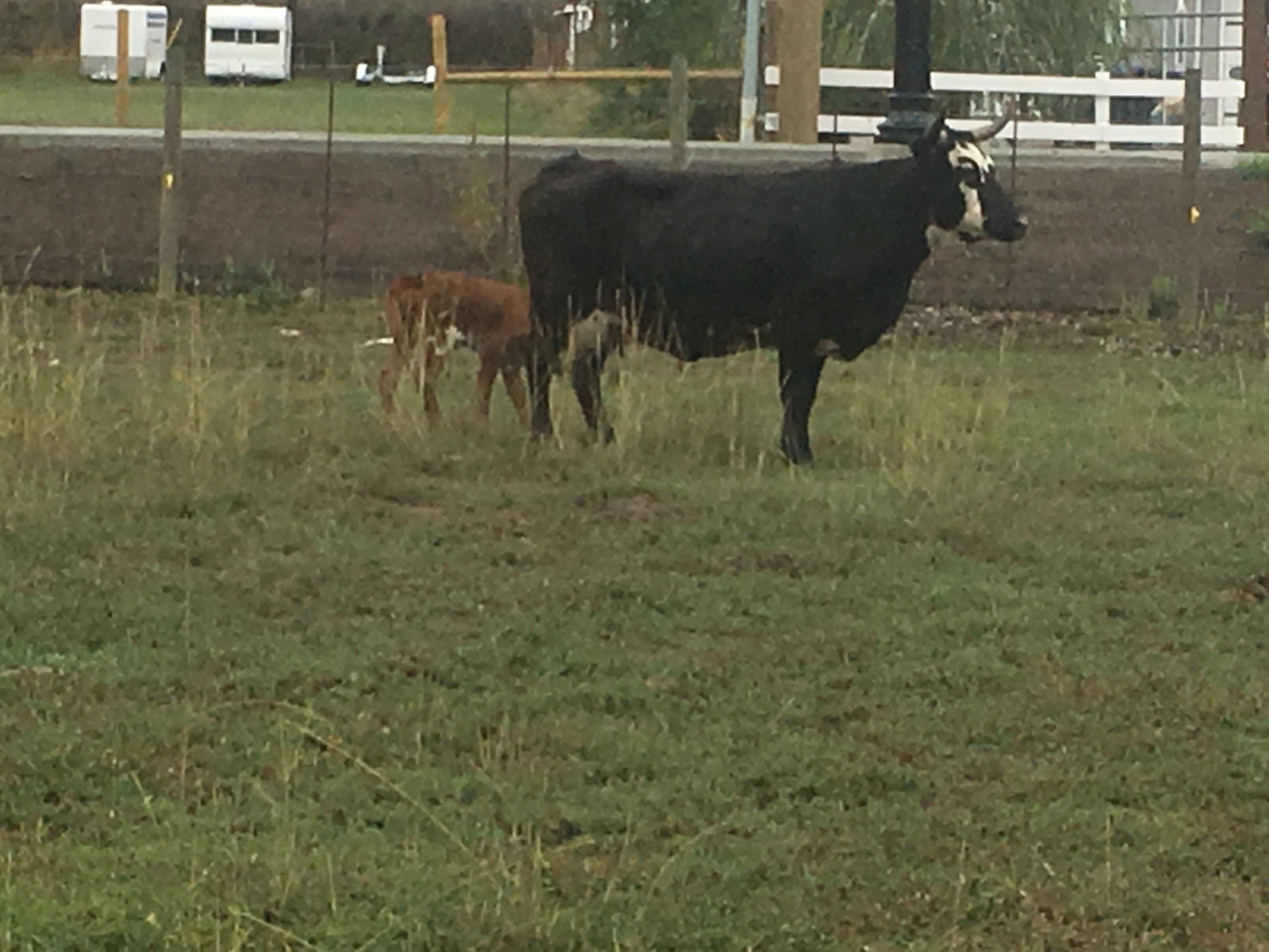 BC Livestock Sale Image