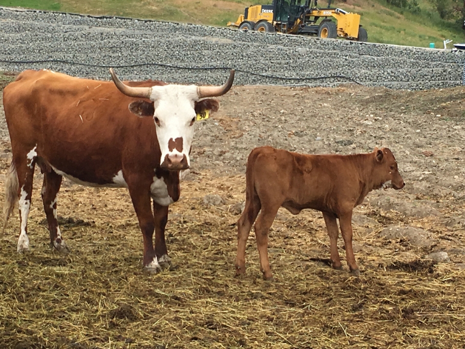 BC Livestock Sale Image