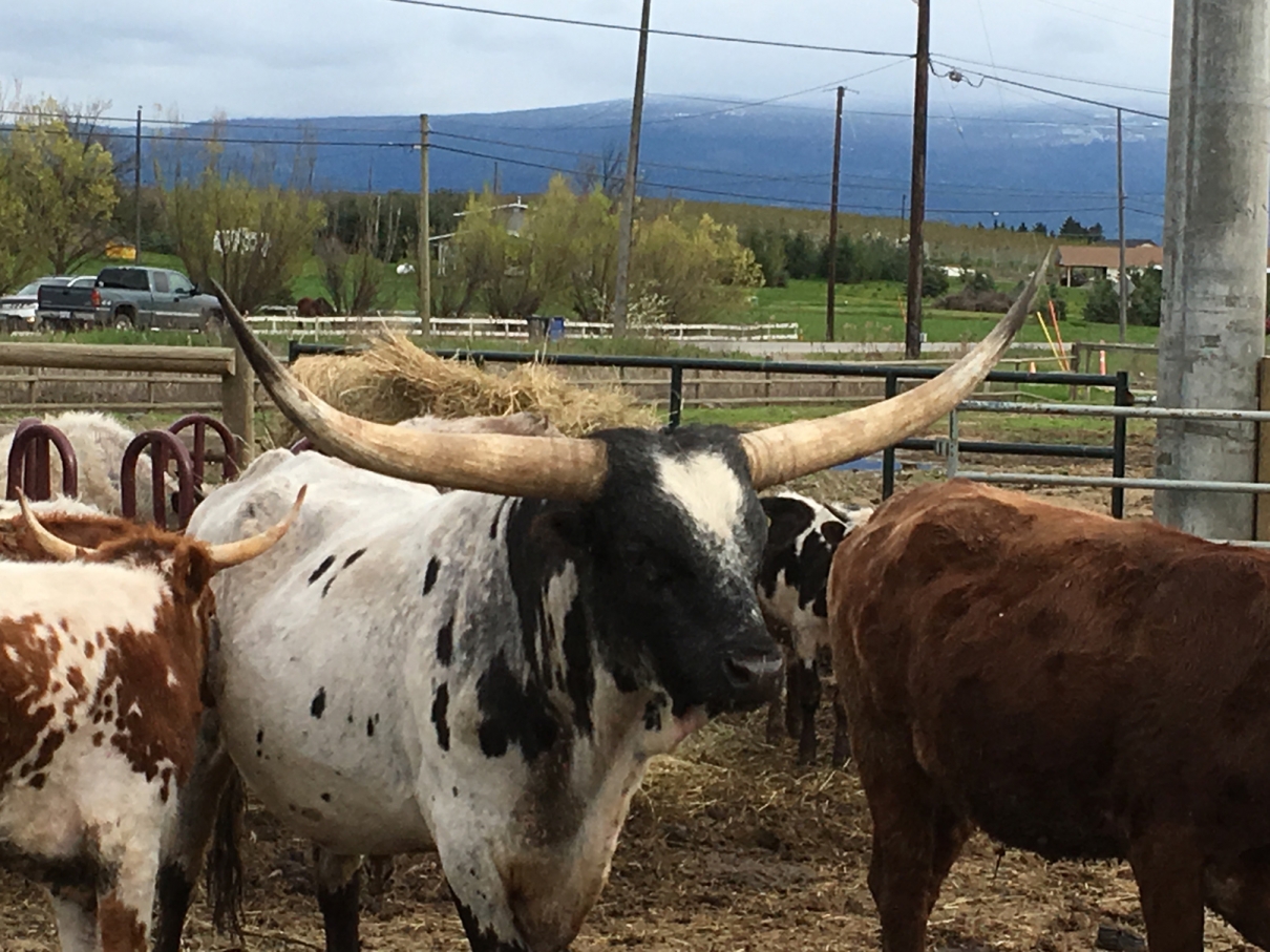 BC Livestock Sale Image