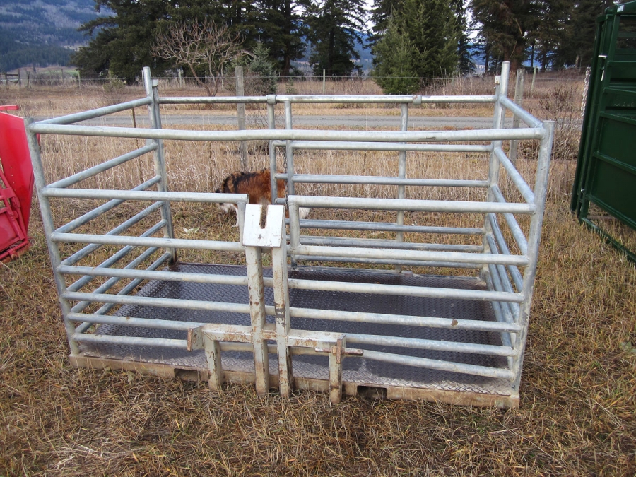 BC Livestock Sale Image