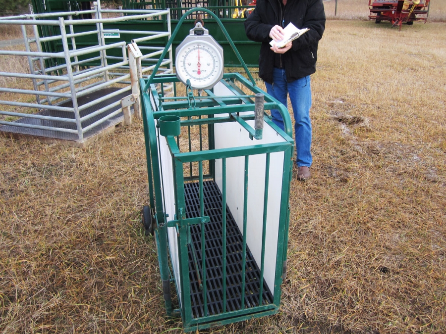 BC Livestock Sale Image