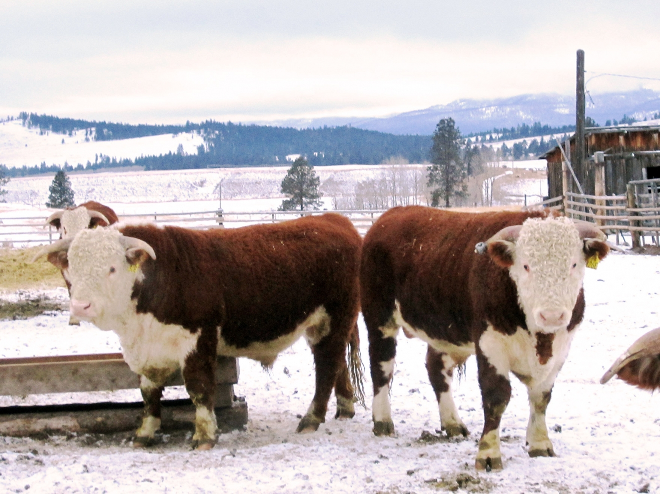BC Livestock Sale Image