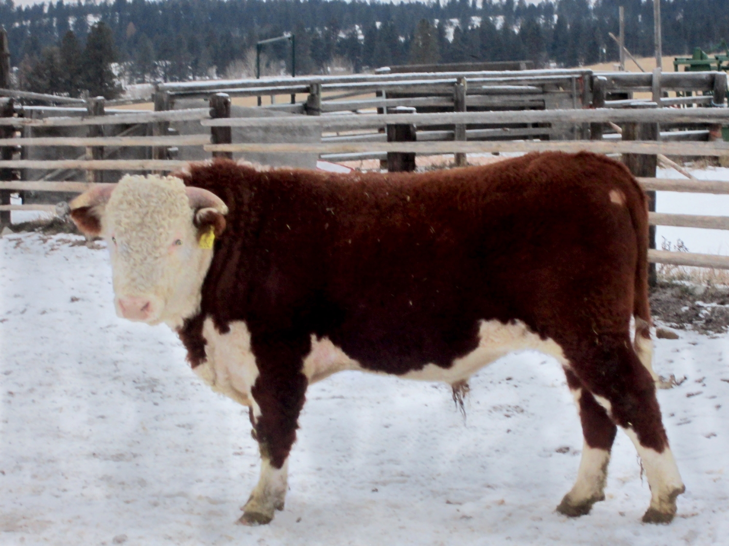 BC Livestock Sale Image