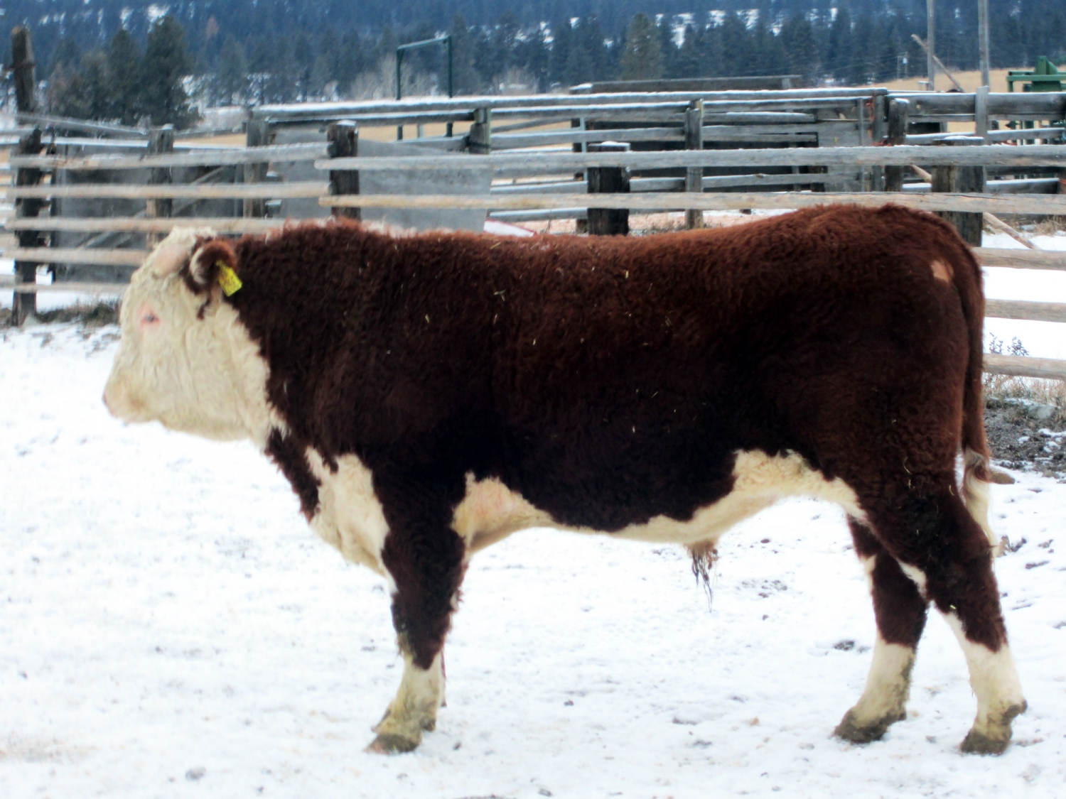 BC Livestock Sale Image