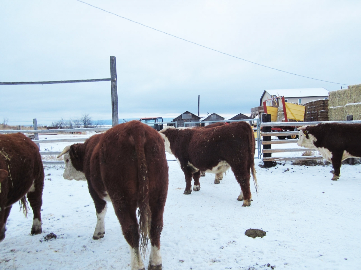 BC Livestock Sale Image