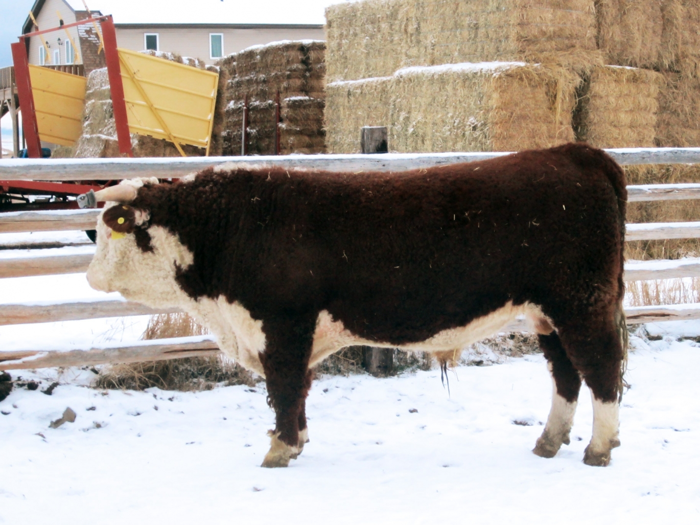 BC Livestock Sale Image