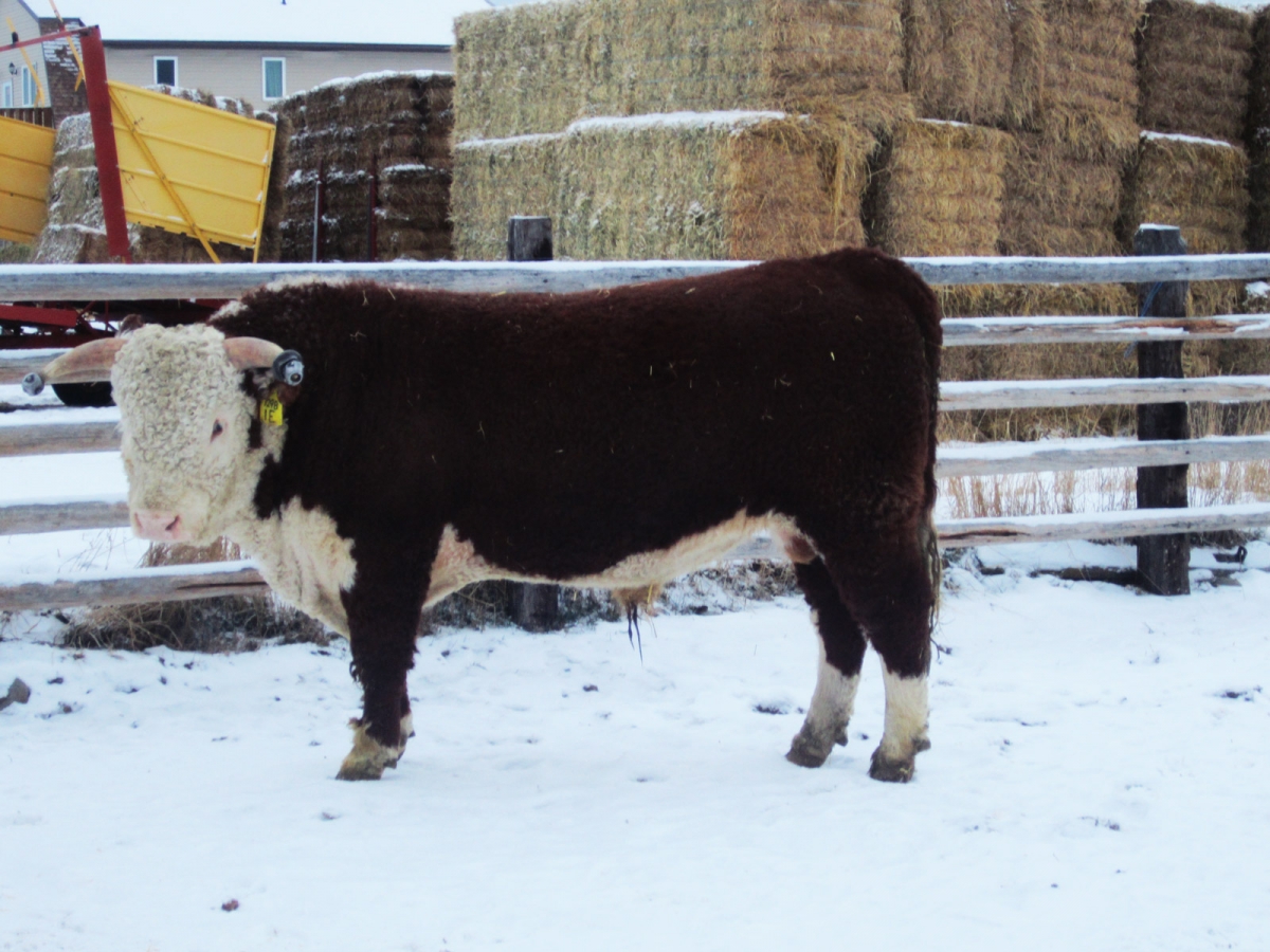 BC Livestock Sale Image