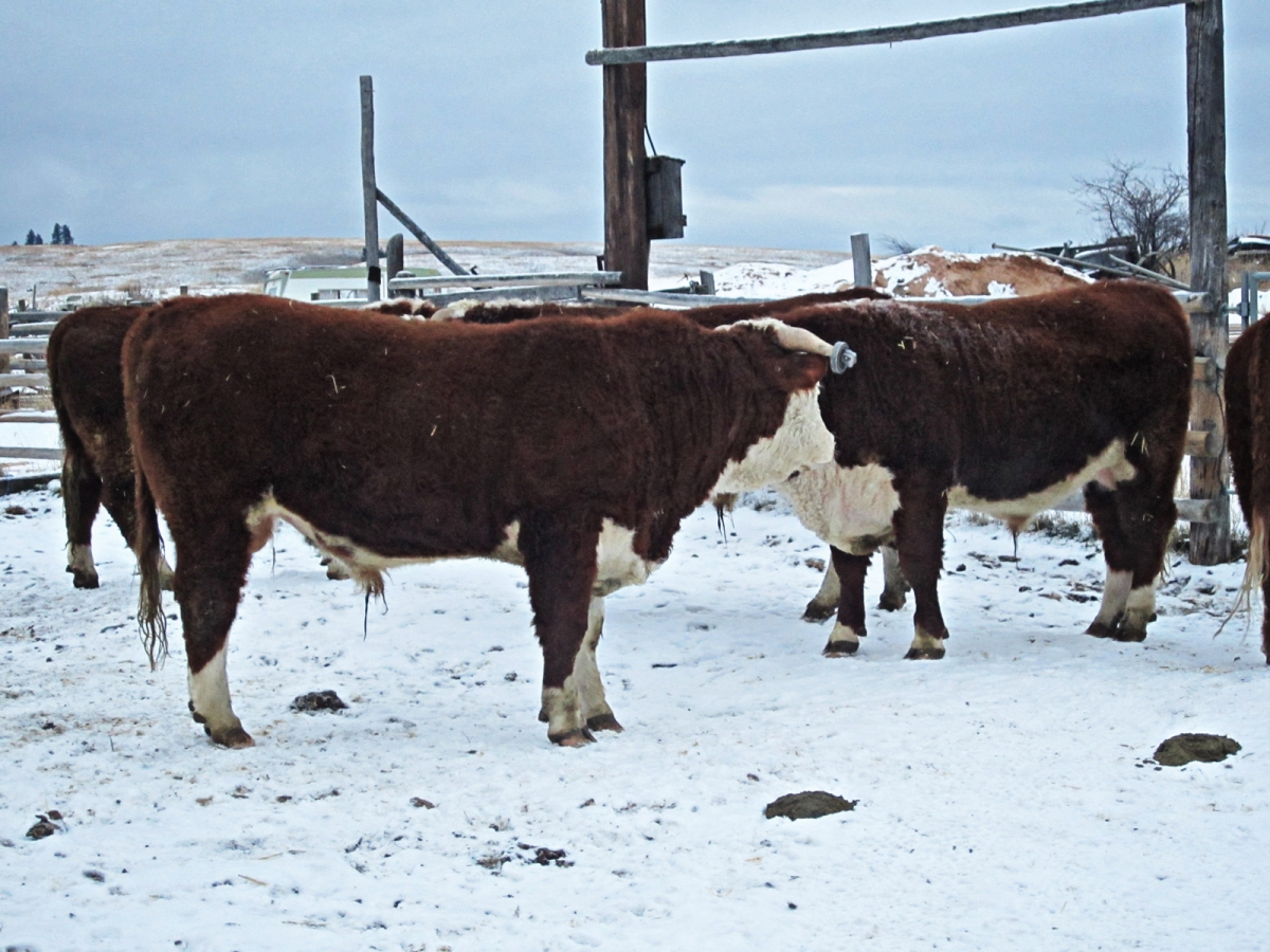 BC Livestock Sale Image