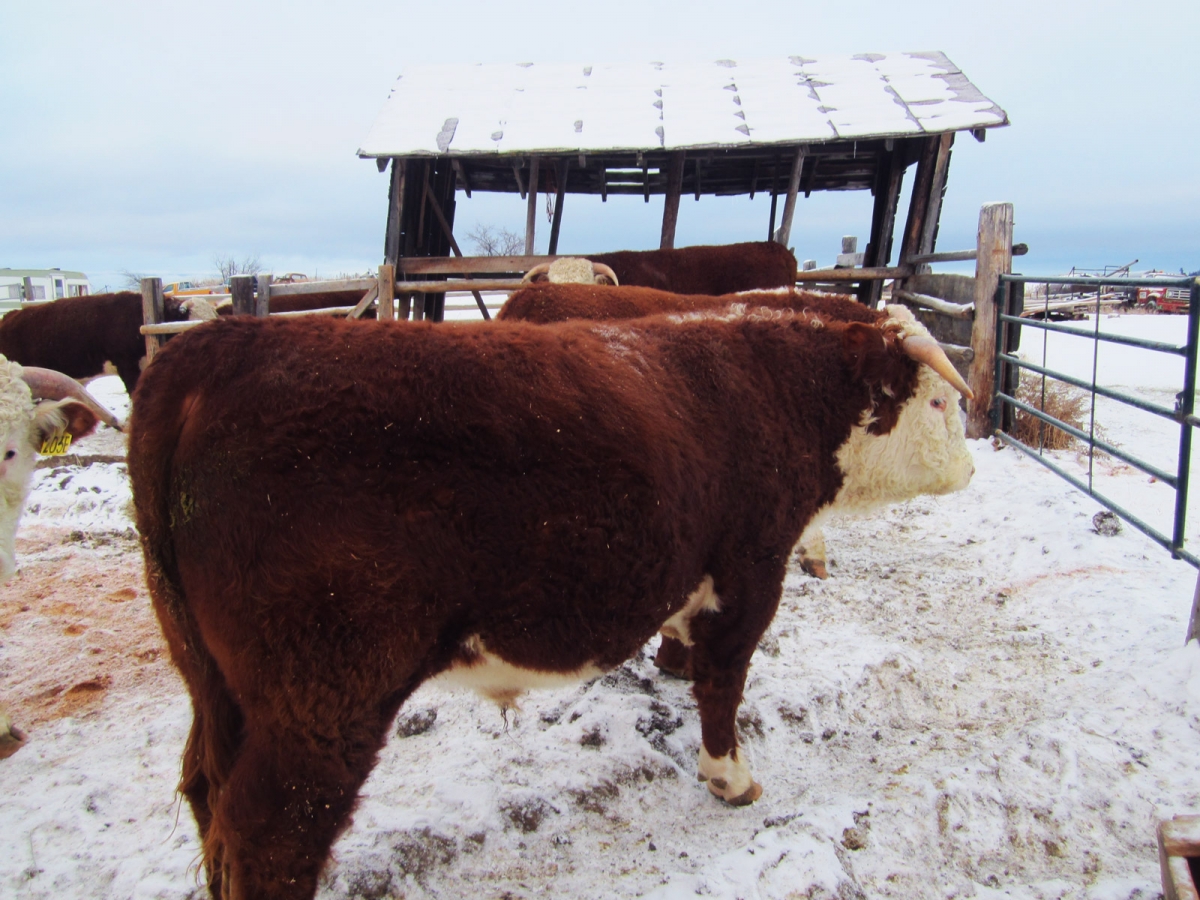BC Livestock Sale Image