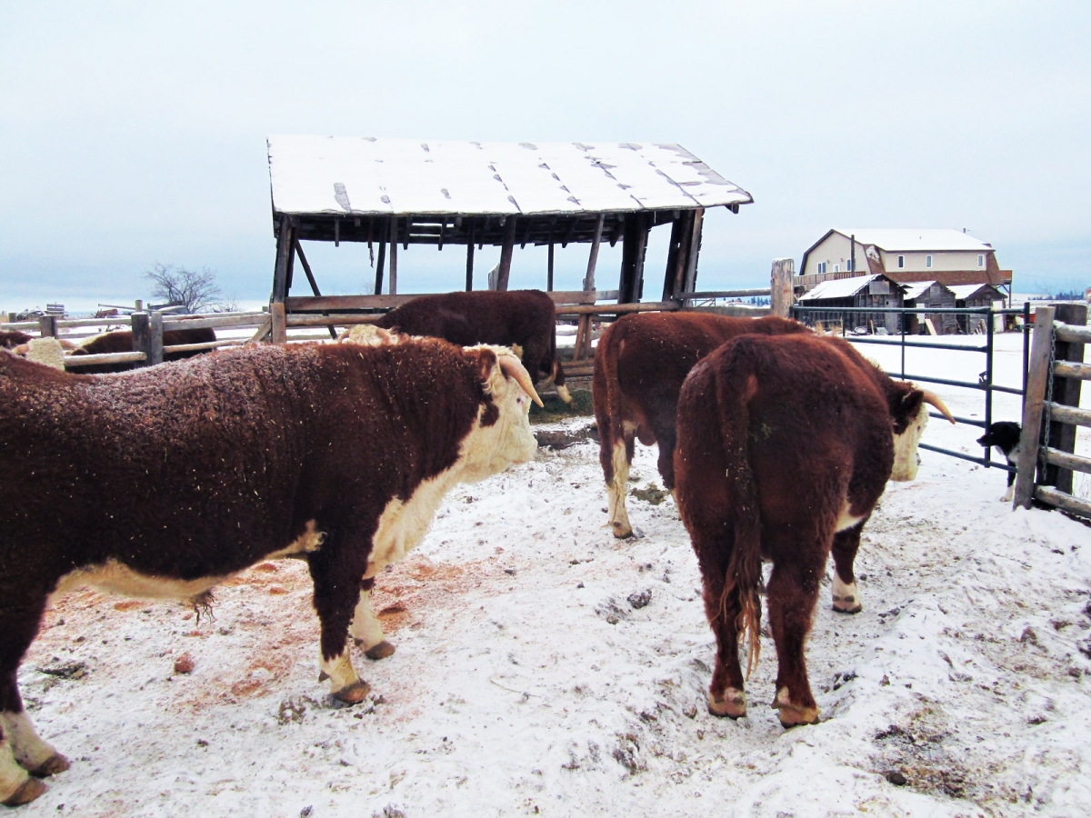 BC Livestock Sale Image