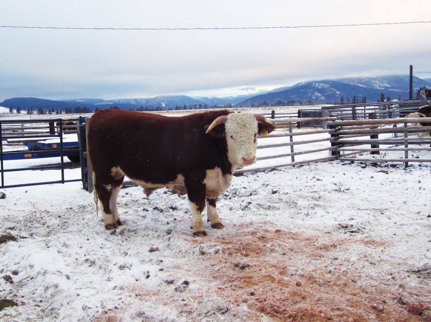 BC Livestock Sale Image