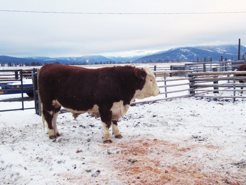 BC Livestock Sale Image