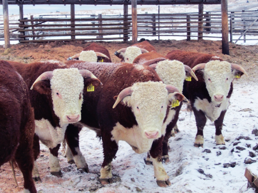 BC Livestock Sale Image