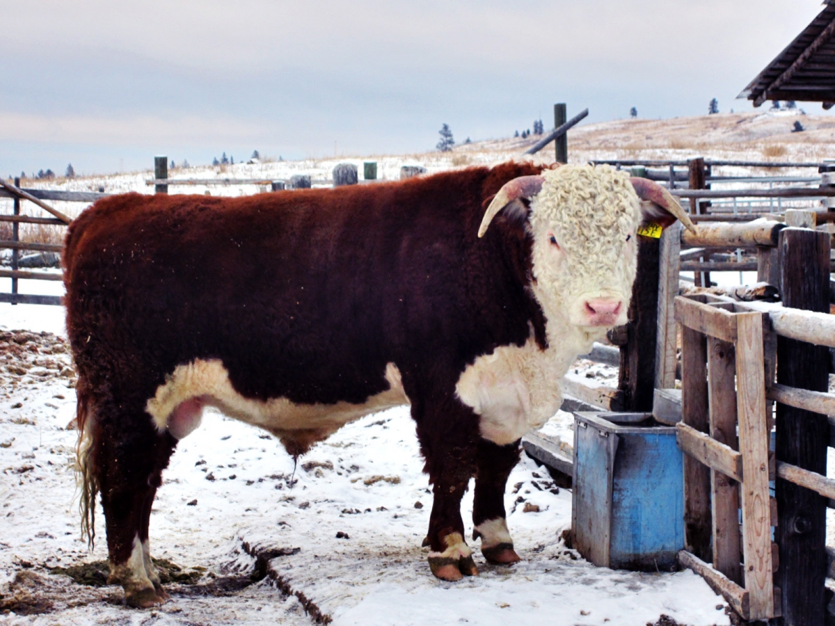 BC Livestock Sale Image