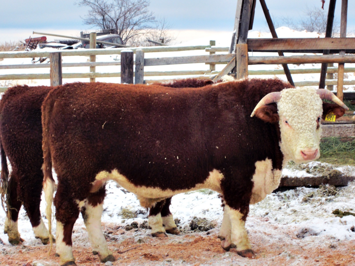 BC Livestock Sale Image