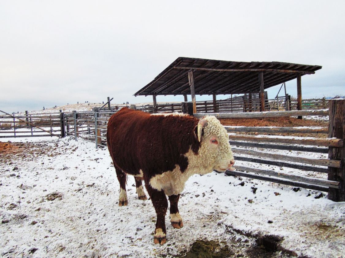 BC Livestock Sale Image