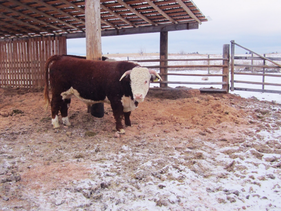 BC Livestock Sale Image