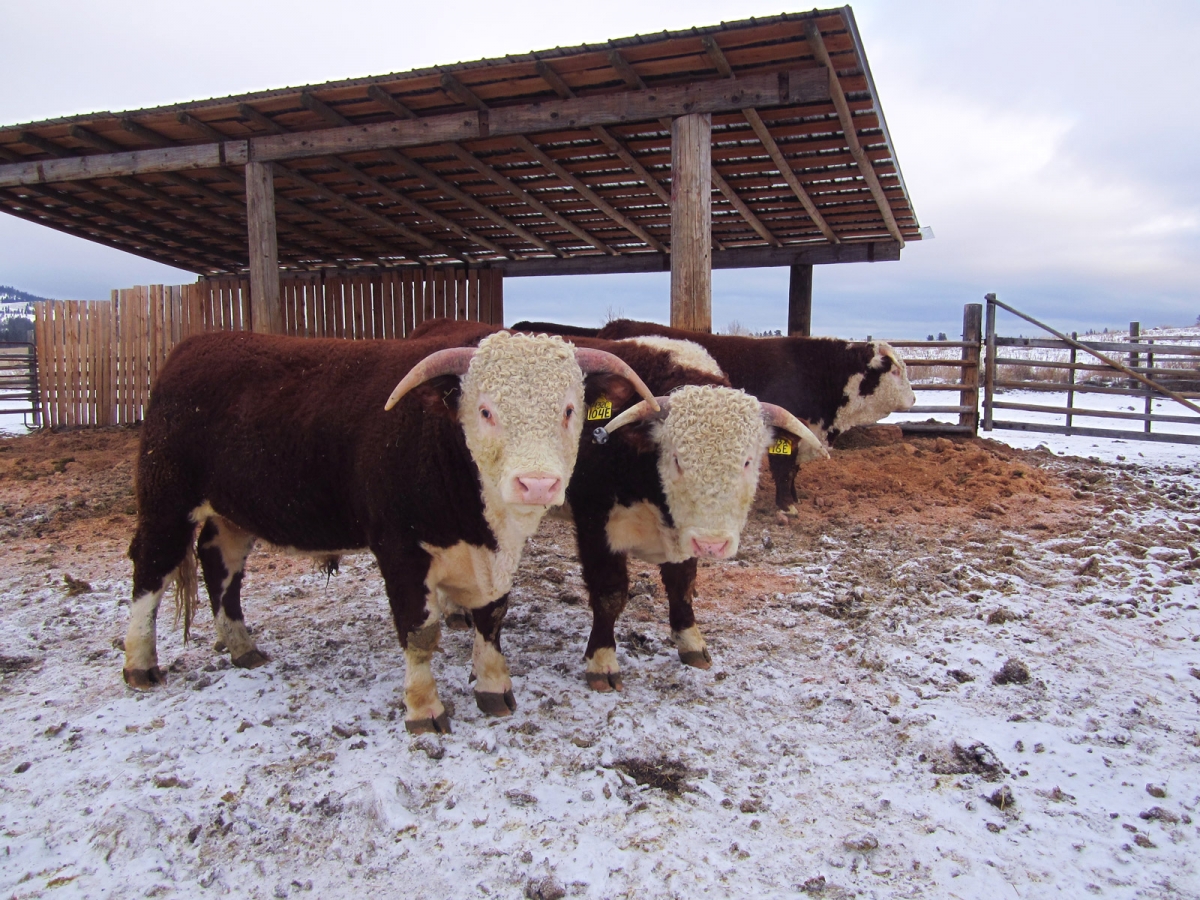 BC Livestock Sale Image