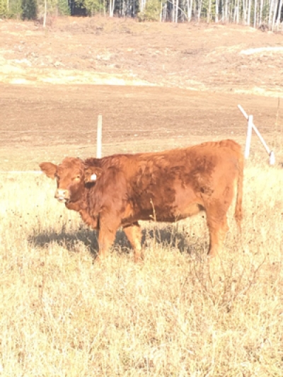 BC Livestock Sale Image