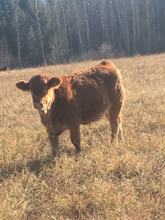 BC Livestock Sale Image