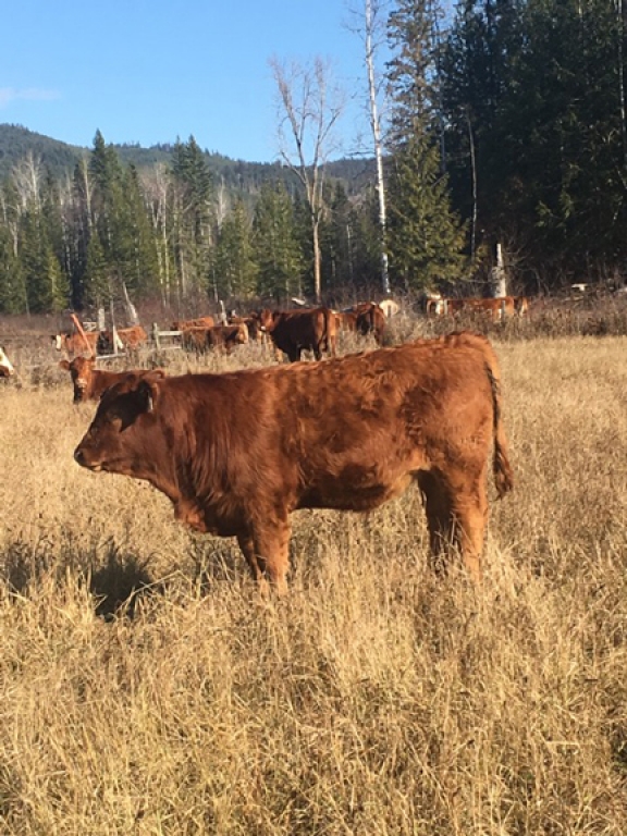 BC Livestock Sale Image