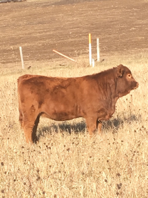 BC Livestock Sale Image