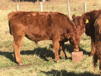 BC Livestock Sale Image