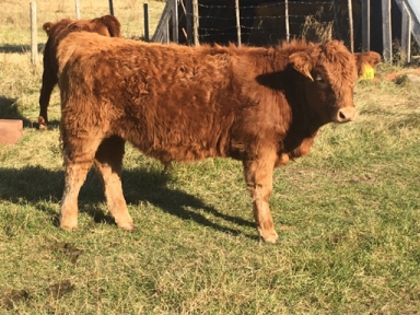 BC Livestock Sale Image