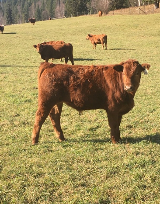 BC Livestock Sale Image