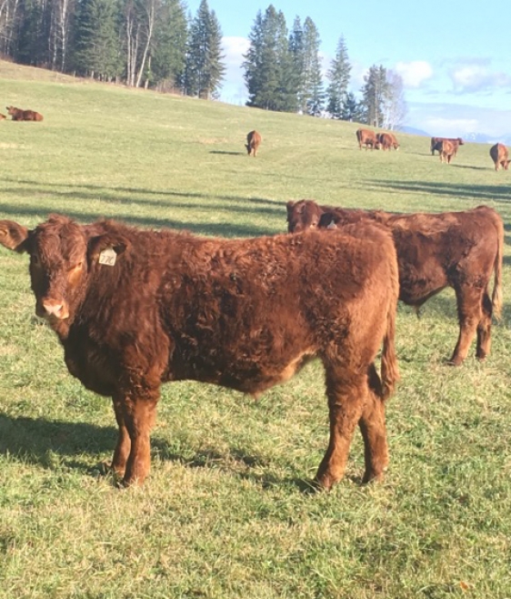 BC Livestock Sale Image