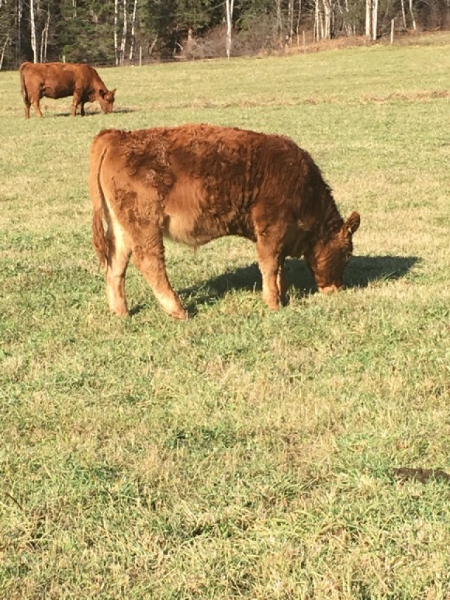 BC Livestock Sale Image
