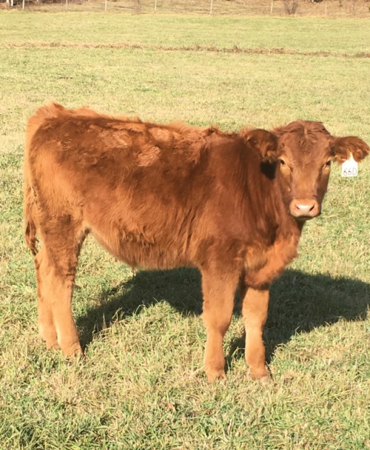 BC Livestock Sale Image
