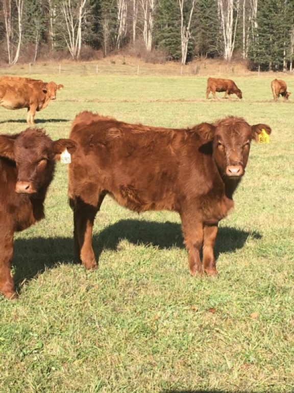 BC Livestock Sale Image