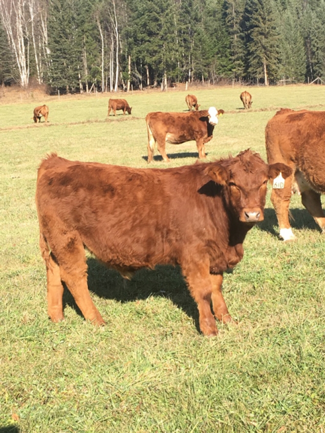 BC Livestock Sale Image