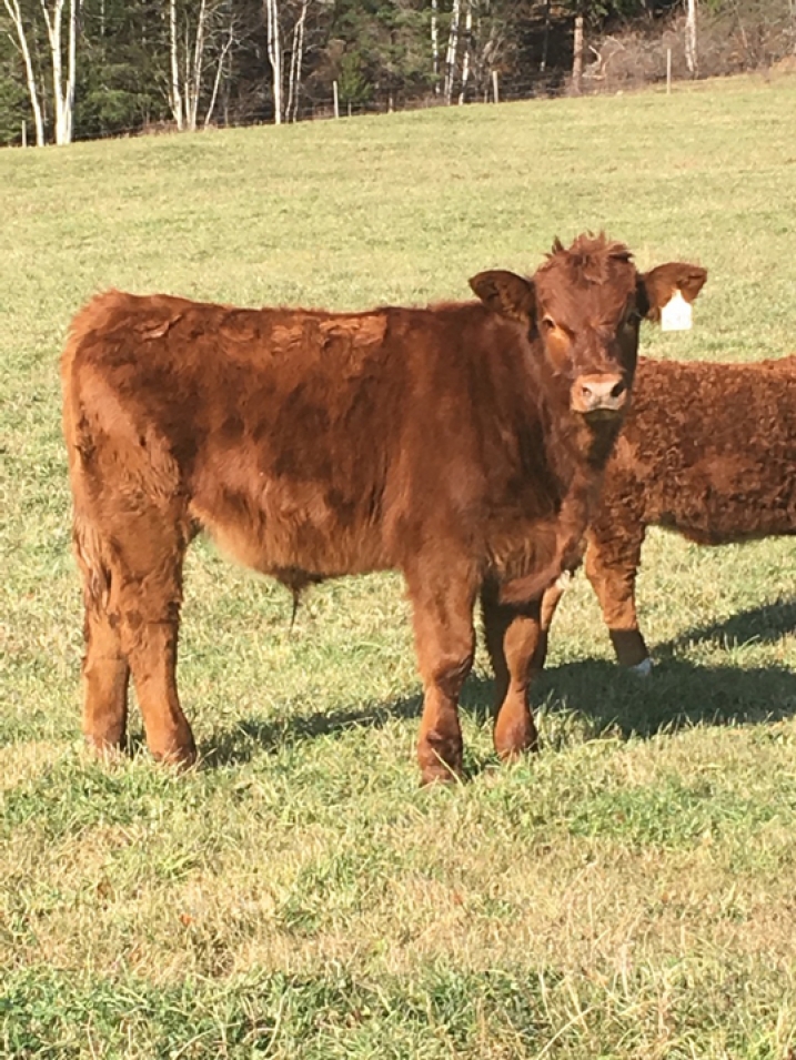 BC Livestock Sale Image