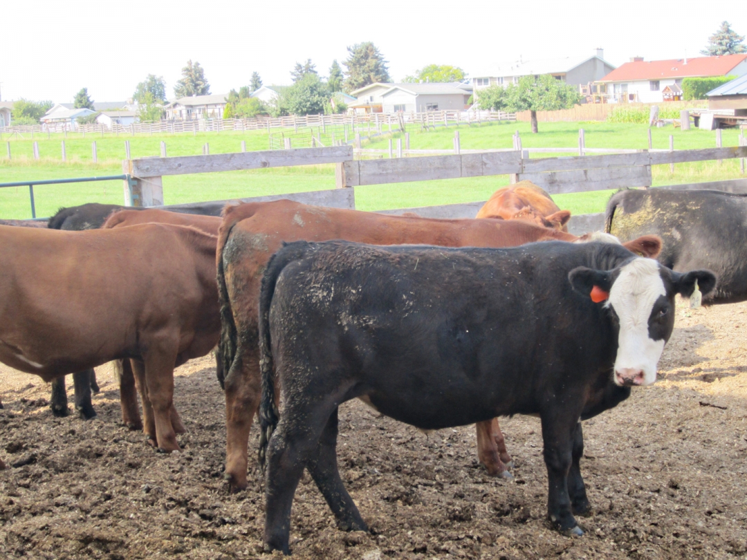 BC Livestock Sale Image
