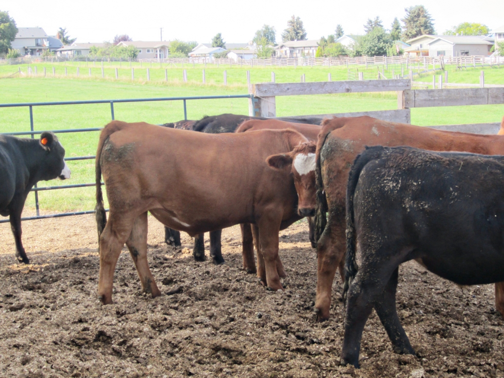 BC Livestock Sale Image