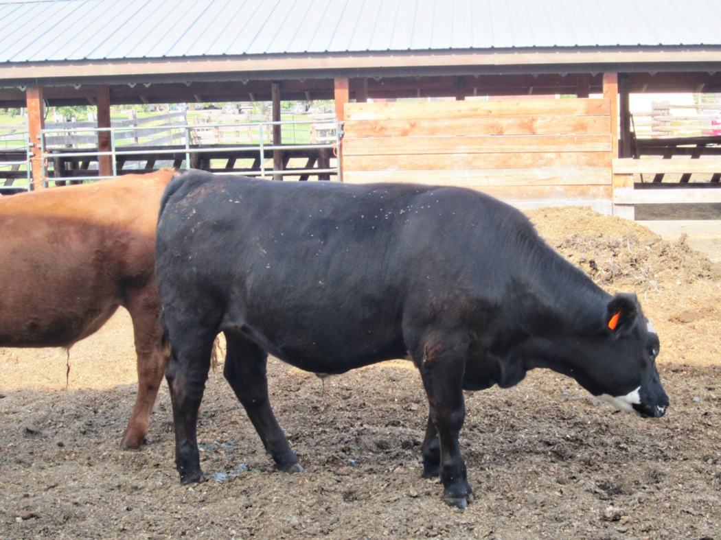 BC Livestock Sale Image
