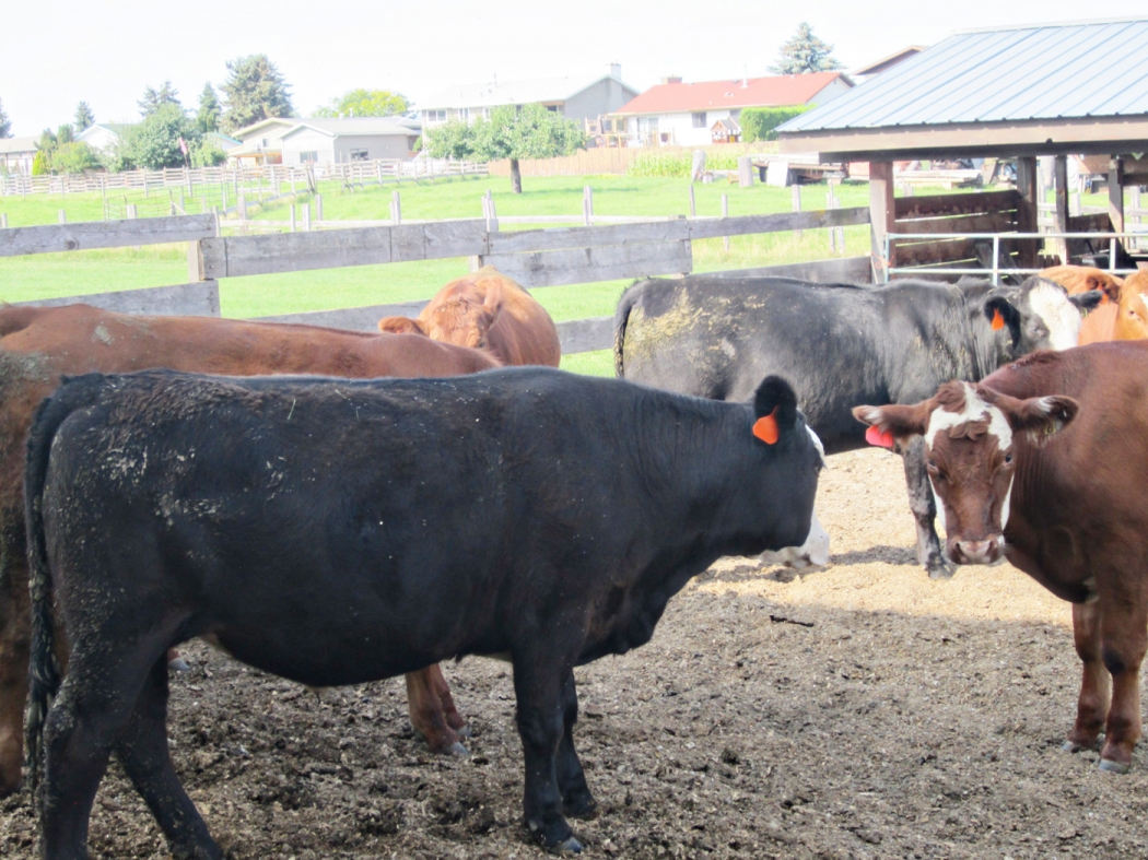 BC Livestock Sale Image