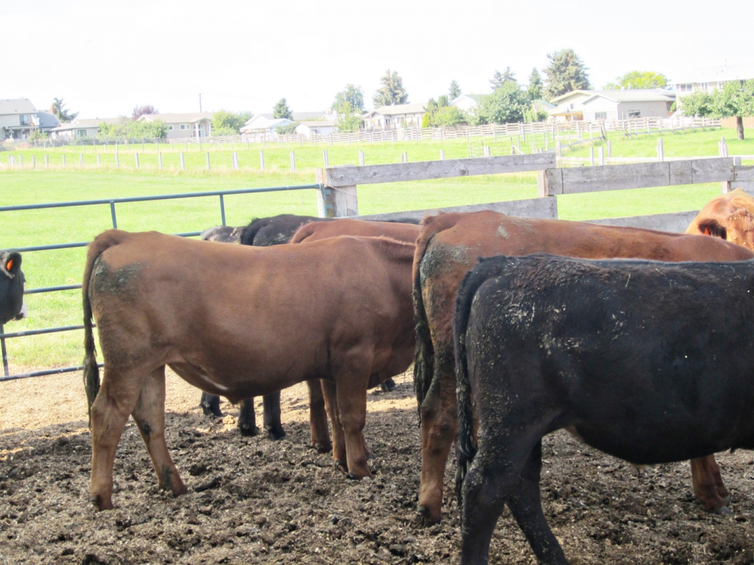 BC Livestock Sale Image