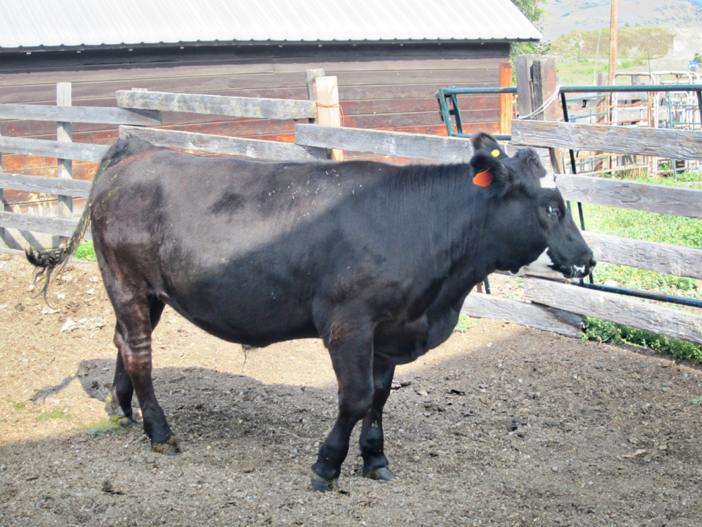 BC Livestock Sale Image