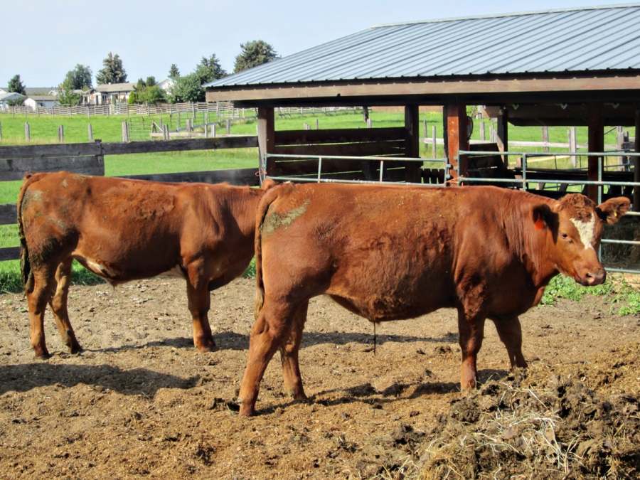 BC Livestock Sale Image
